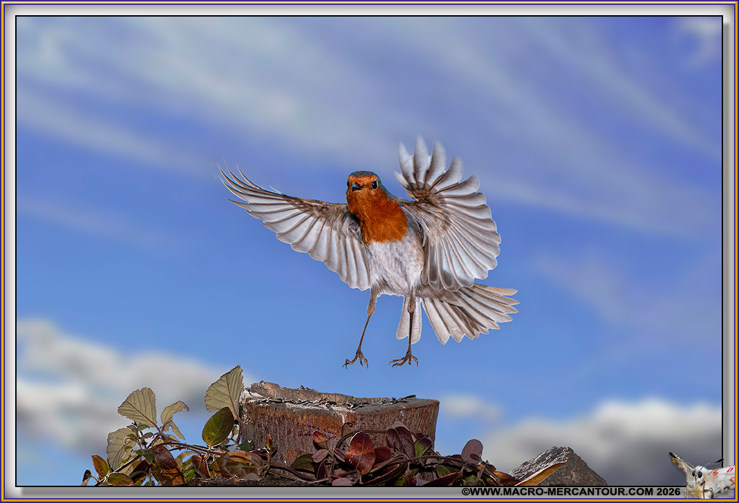 Rouge-Gorge